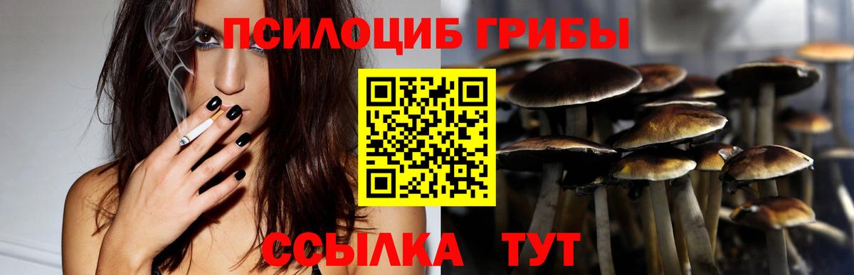 Псилоцибиновые грибы Psilocybine cubensis Бердск